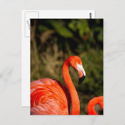 Flamingo Postkarte (Vorne/Hinten)
