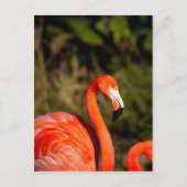 Flamingo Postkarte (Vorderseite)