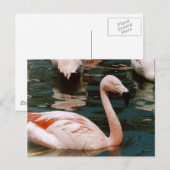 Flamingo Postkarte (Vorne/Hinten)