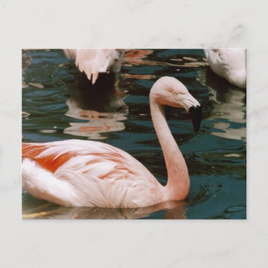Flamingo Postkarte (Vorderseite)