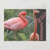 Flamingo Postkarte (Vorderseite)