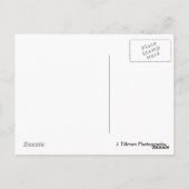 Flamingo Postkarte (Rückseite)