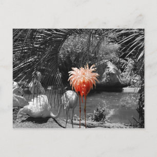 Flamingo Postkarte