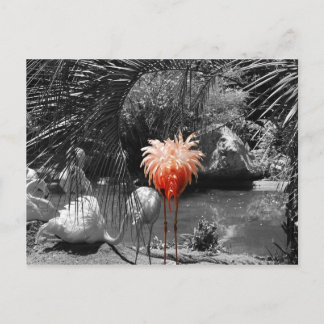 Flamingo Postkarte