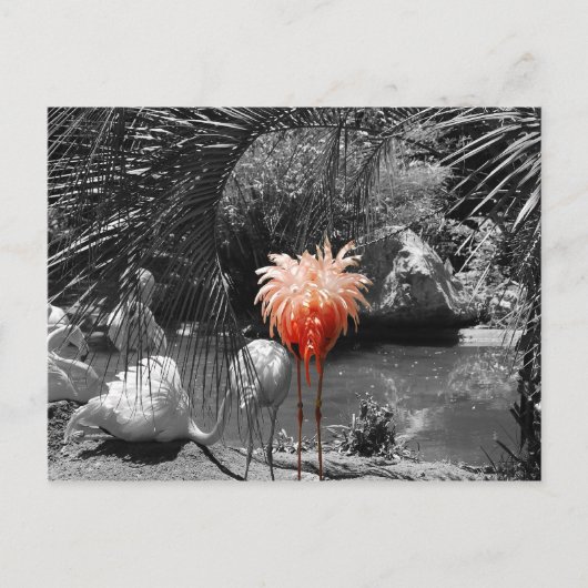 Flamingo Postkarte (Vorderseite)