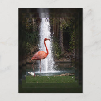 Flamingo Postkarte