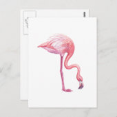 Flamingo Postkarte (Vorne/Hinten)