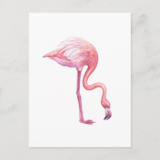 Flamingo Postkarte (Vorderseite)