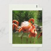 Flamingo Postkarte (Vorne/Hinten)