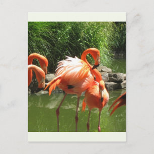 Flamingo Postkarte