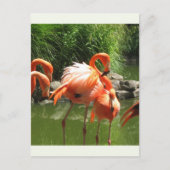 Flamingo Postkarte (Vorderseite)