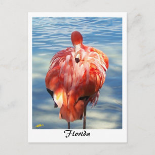 Flamingo Postkarte