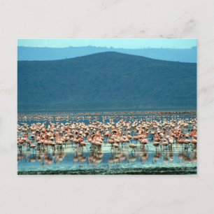 Flamingo Postkarte