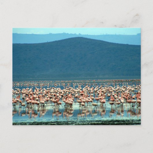 Flamingo Postkarte (Vorderseite)