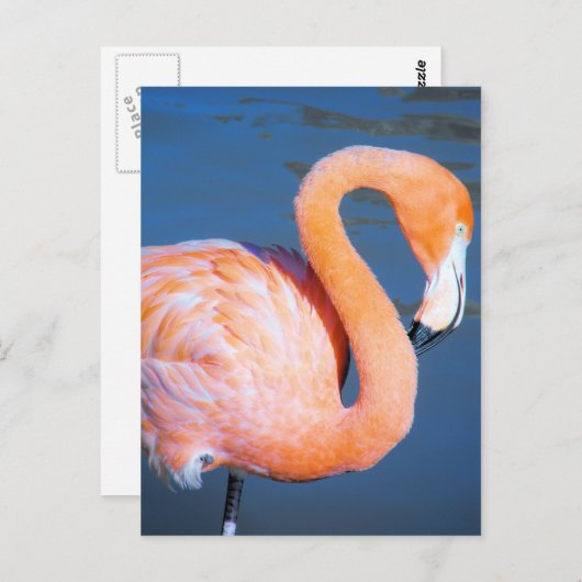 Flamingo Postkarte (Vorne/Hinten)