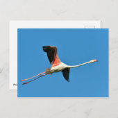 Flamingo Postkarte (Vorne/Hinten)