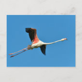 Flamingo Postkarte (Vorderseite)