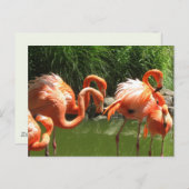 Flamingo Postkarte (Vorne/Hinten)