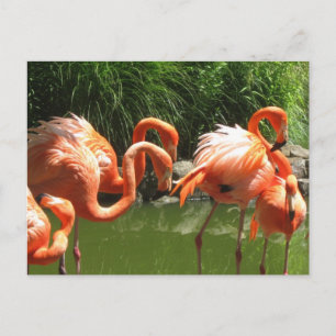 Flamingo Postkarte