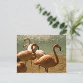 Flamingo Postkarte (Stehend Vorderseite)