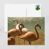 Flamingo Postkarte (Vorne/Hinten)