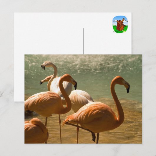 Flamingo Postkarte (Vorne/Hinten)