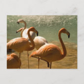 Flamingo Postkarte (Vorderseite)