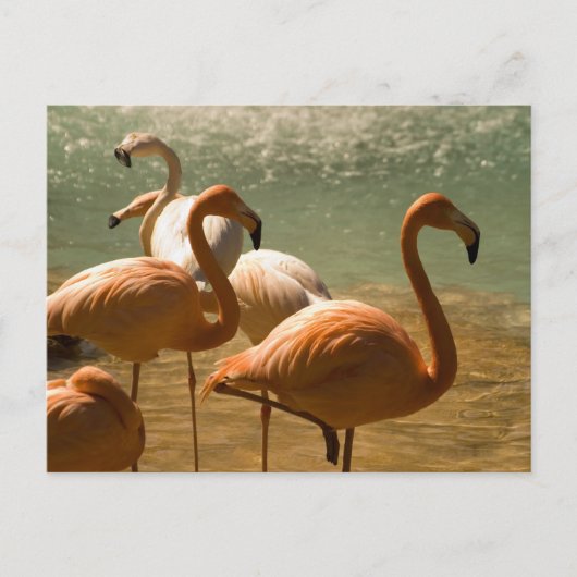 Flamingo Postkarte (Vorderseite)