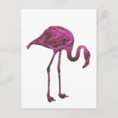 Flamingo Postkarte (Vorderseite)