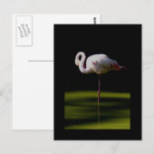 Flamingo Postkarte (Vorne/Hinten)