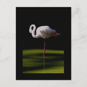 Flamingo Postkarte