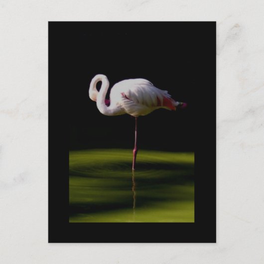 Flamingo Postkarte (Vorderseite)