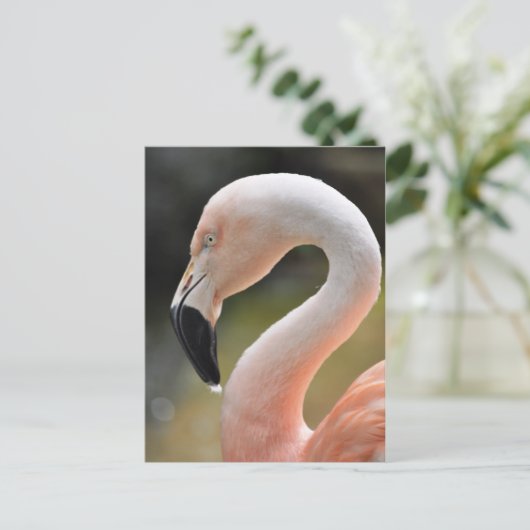 Flamingo Postkarte (Stehend Vorderseite)