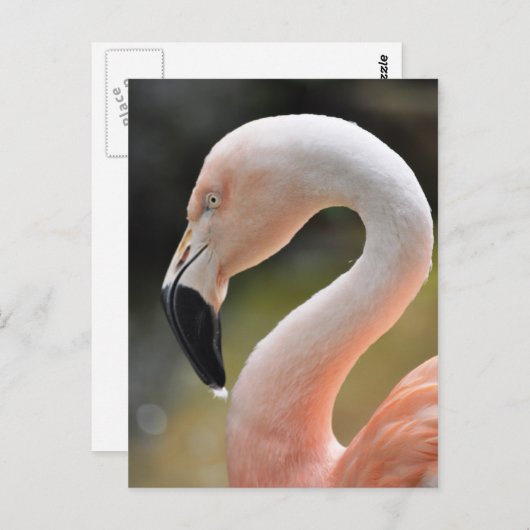 Flamingo Postkarte (Vorne/Hinten)
