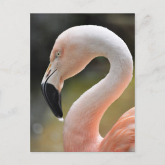 Flamingo Postkarte