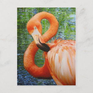 FLAMINGO POSTKARTE