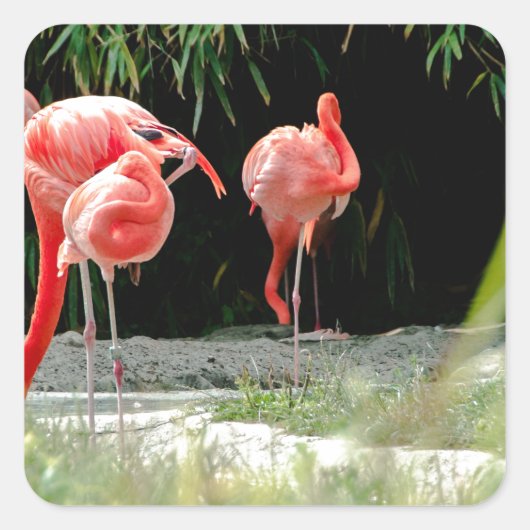 Flamingo Quadratischer Aufkleber (Vorderseite)
