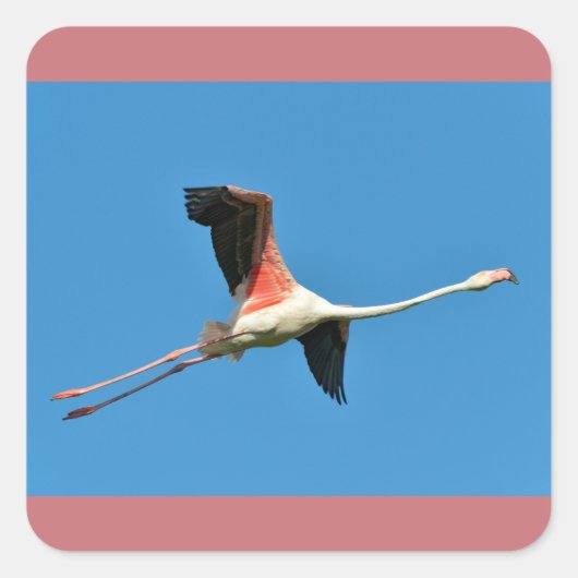 Flamingo Quadratischer Aufkleber (Vorderseite)