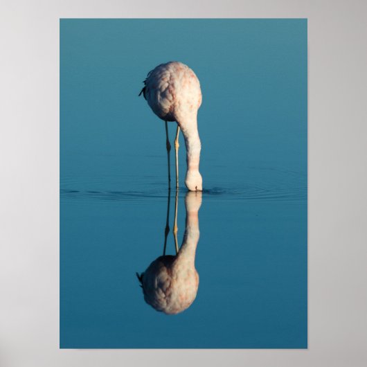 Flamingo Reflection, Laguna Chaxa, Atacama Poster (Vorne)