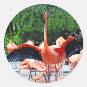 Flamingo Round Sticker