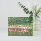 Flamingo Row am See im Frühjahr, Vögel Pink Wildli Postkarte (Stehend Vorderseite)