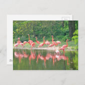 Flamingo Row am See im Frühjahr, Vögel Pink Wildli Postkarte (Vorne/Hinten)