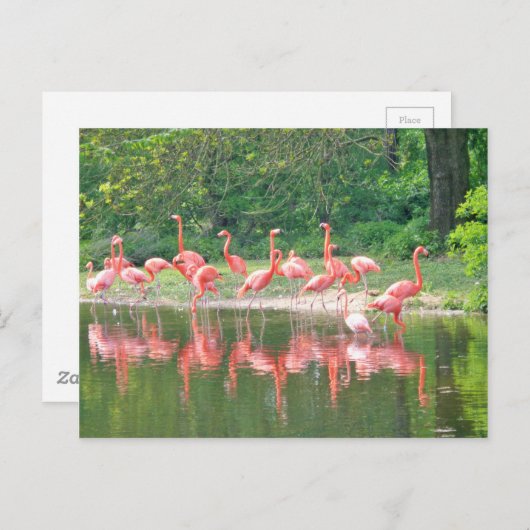 Flamingo Row am See im Frühjahr, Vögel Pink Wildli Postkarte (Vorne/Hinten)