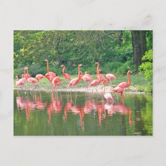 Flamingo Row am See im Frühjahr, Vögel Pink Wildli Postkarte (Vorderseite)