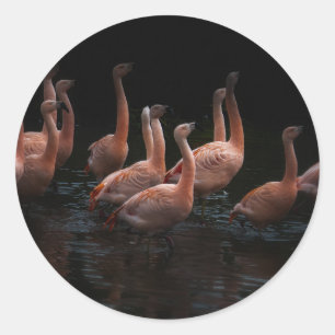 Flamingo Runder Aufkleber