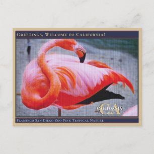 Flamingo San Diego Zoo Rosa Tropische Natur Postkarte
