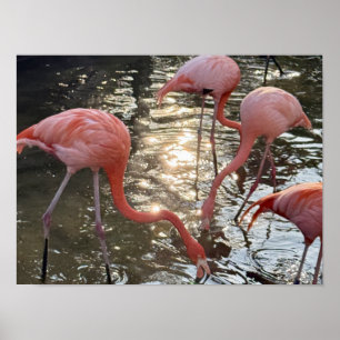 Flamingo-Sonnen-Glanz-Poster Poster