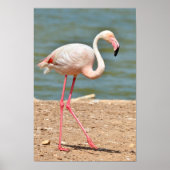 Flamingo-Spaziergang nahe dem Teich Poster (Vorne)