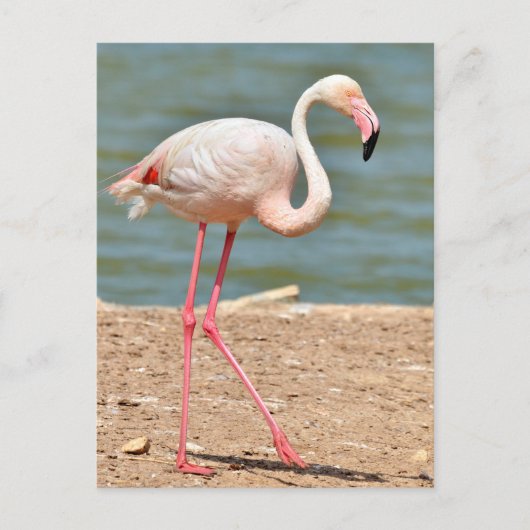 Flamingo-Spaziergang nahe dem Teich Postkarte (Vorderseite)