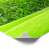 Flamingo — SRF Poster (Ecke)